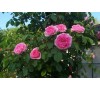 Роза Гертруда Джекилл (Gertrude Jekyll)